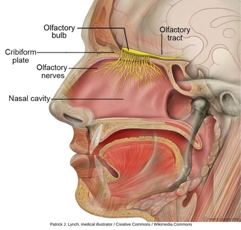 Olfactory Science