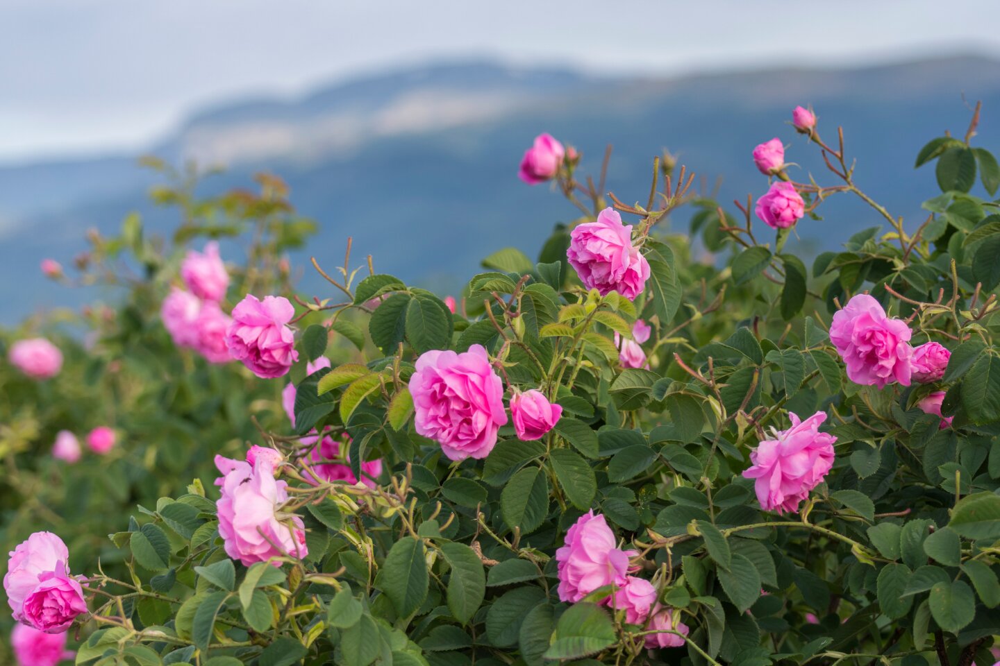 perfume that smell like Roses in mountain