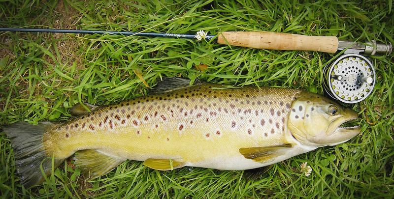 trout fishing rigs setup