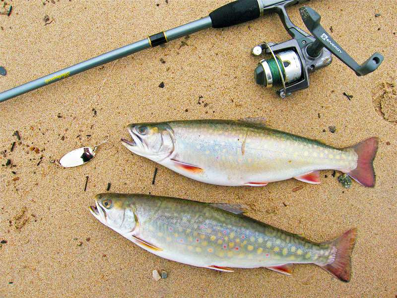 What Fly Line Setups For Trout Should You Use?