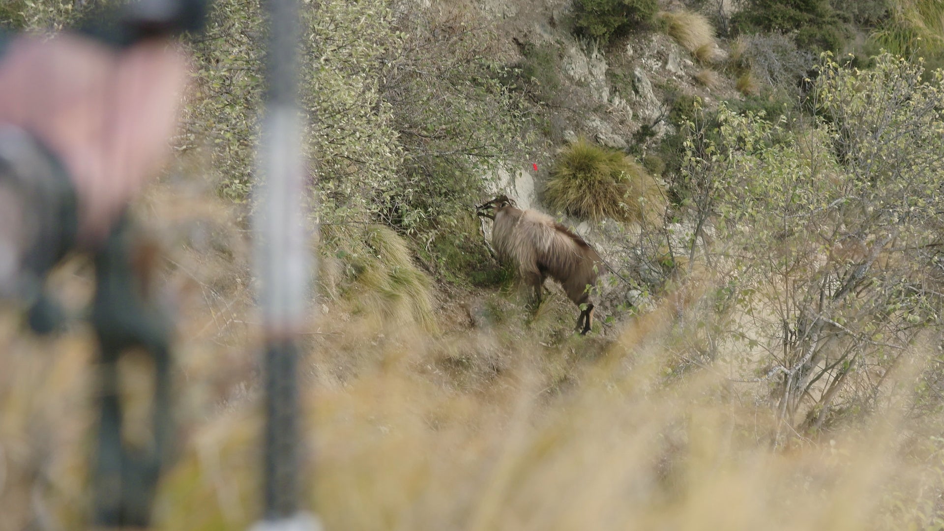 Rob misses a bull tahr in New Zealand