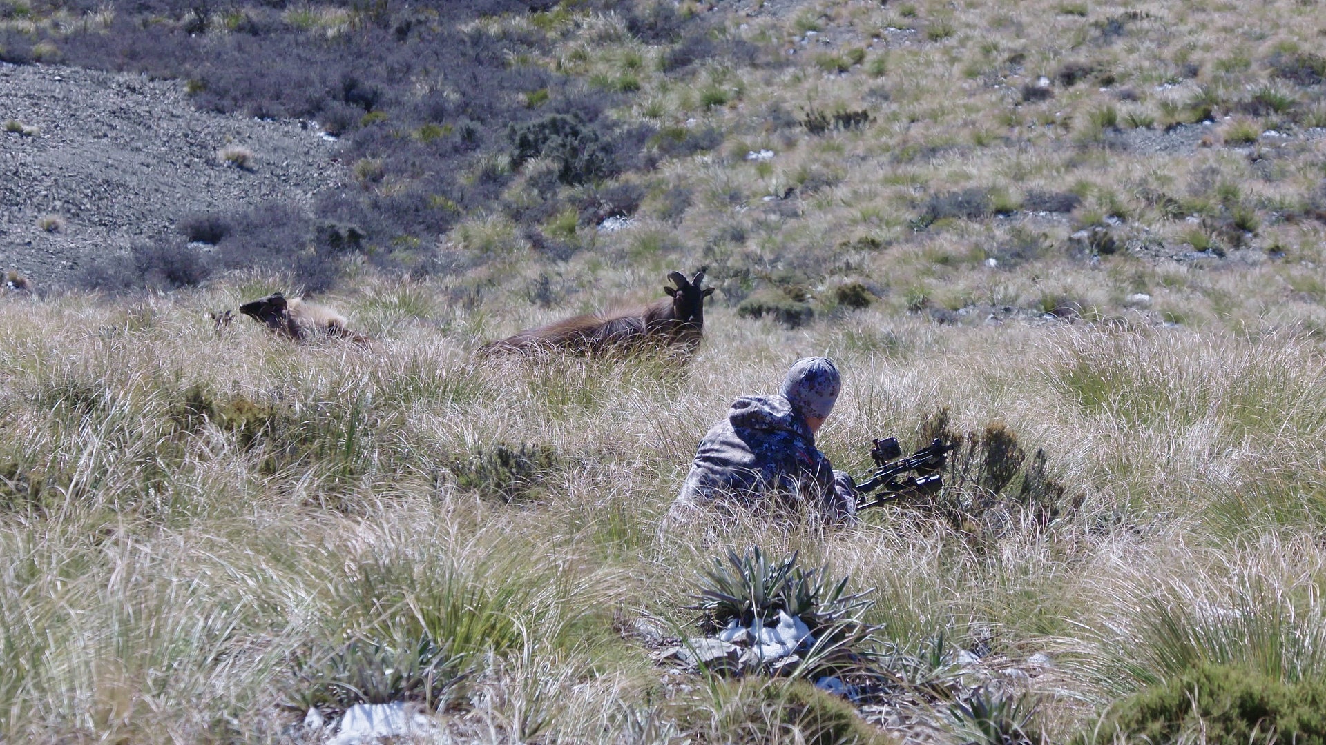 Rob sits eye to eye with a bull tahr waiting for a chance to draw his bow