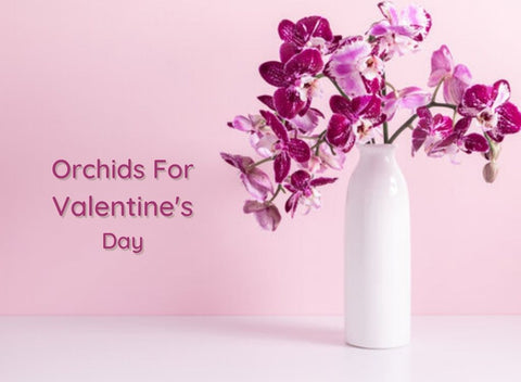 Orchids for Valentine's Day
