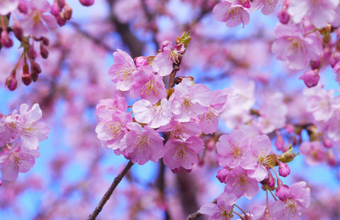 Cherry Blossom Spring Flowers