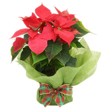 Christmas flower arrangement