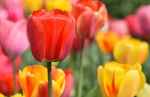 Tulips Spring Flowers