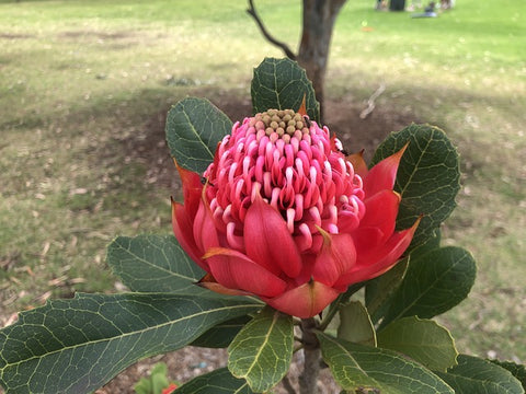 Native Australian Flowers