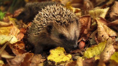 Protect Your Garden From Pests