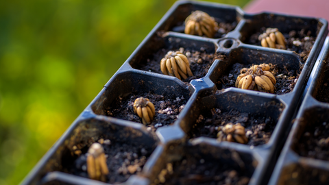 Ranunculus Bulbs