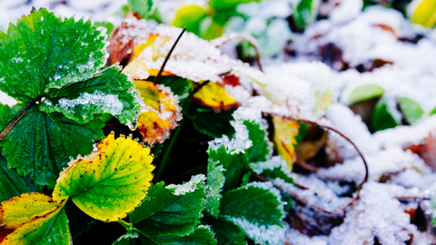 Frost Covered Garden