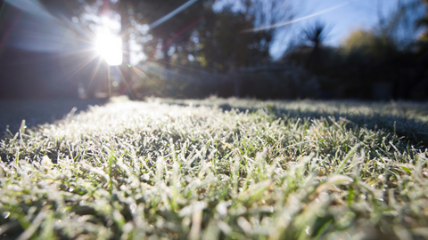 Cold Weather Garden