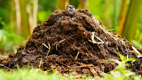 Compost Pile