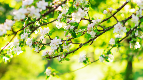 Spring Blooms