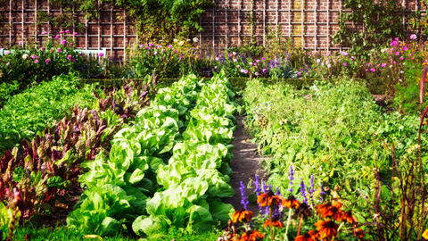 Blooming Vegetable Garden