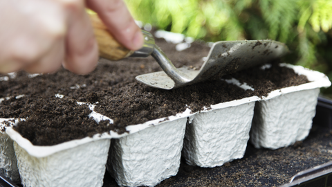 Biodegradable Seed Trays