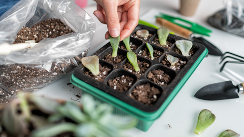 Soil In A Seed Tray