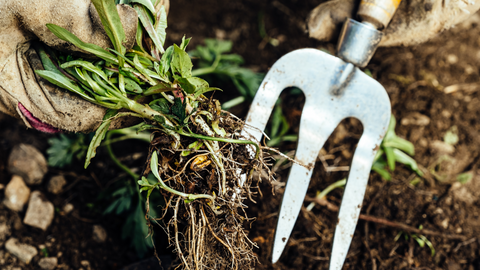 Weeding in Winter