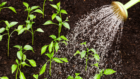 Watering Plants In Spring