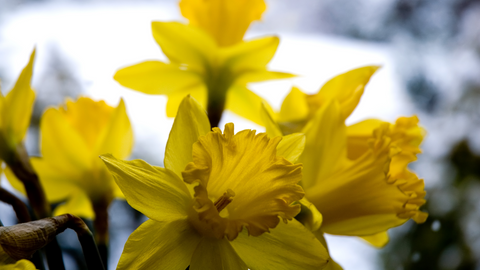 Daffodils in Snow