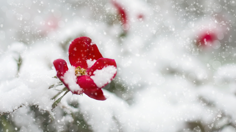 Lenten Roses in Snow