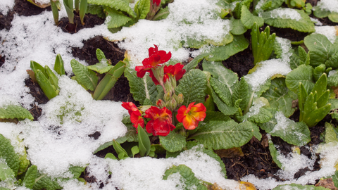 Primrose in Snow