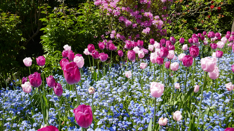 A Healthy Blooming Spring Garden