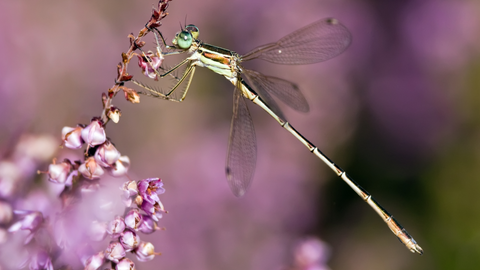 Dragonflies Help Your Garden Thrive
