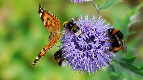 Pollinators Helping A Garden