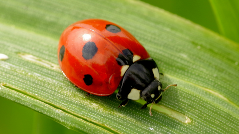 Ladybugs Help By Eating Pests