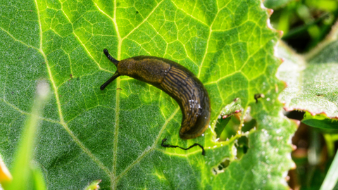 Snails and Slugs Do Lots Of Damage To Gardens