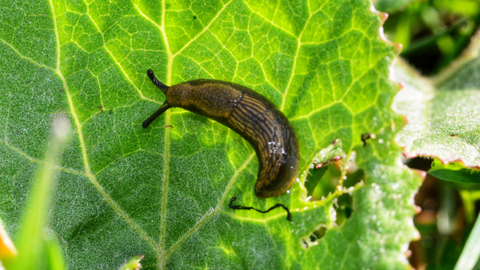 Los caracoles y las babosas causan mucho daño a los jardines