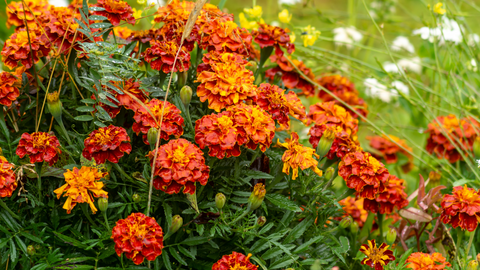 Marigolds Help Attract Pollinators