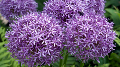 Alliums Help Keep Pests Away