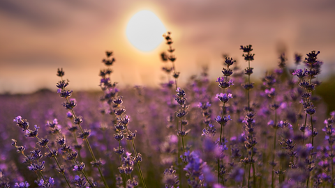 A Beautiful Field Of Lavender