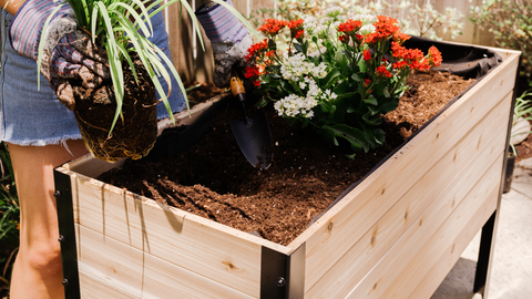 A Raised Garden Bed With New Plants