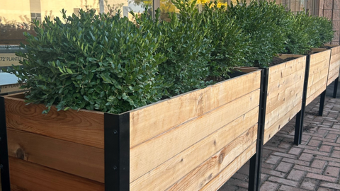 Boxwoods In A Raised Garden Bed