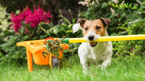 Gardening Dog Holding Garden Tool