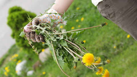 Garden Spring Cleaning