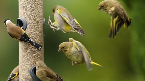 Fill Your Bird Feeders With Seeds To Attract Birds And Their Benefits