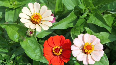 Red and White Zinnias