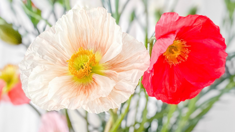 Red and White Poppies