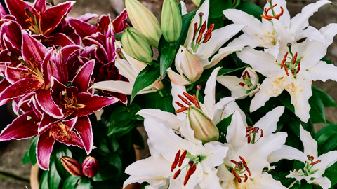 Red and White Lilies