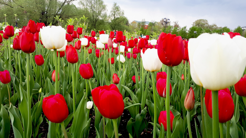 Red and White Tulips