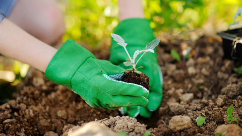 Transplanting Plants With Garden Gloves