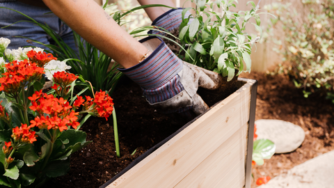 Transplanting Plants With Garden Gloves In A Cedar Planters Raised Garden Bed