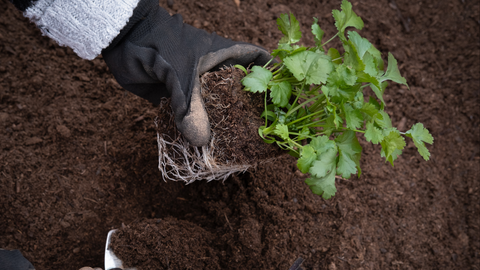 Transplanting Plants With Garden Gloves