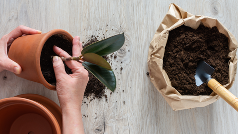 Transplanting A Plant From A Pot