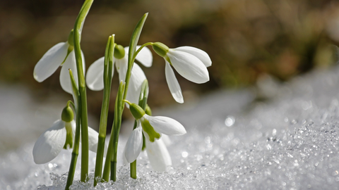 Flowers Growing In Snow