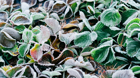 Frozen Plants Can Survive In Certain Zones