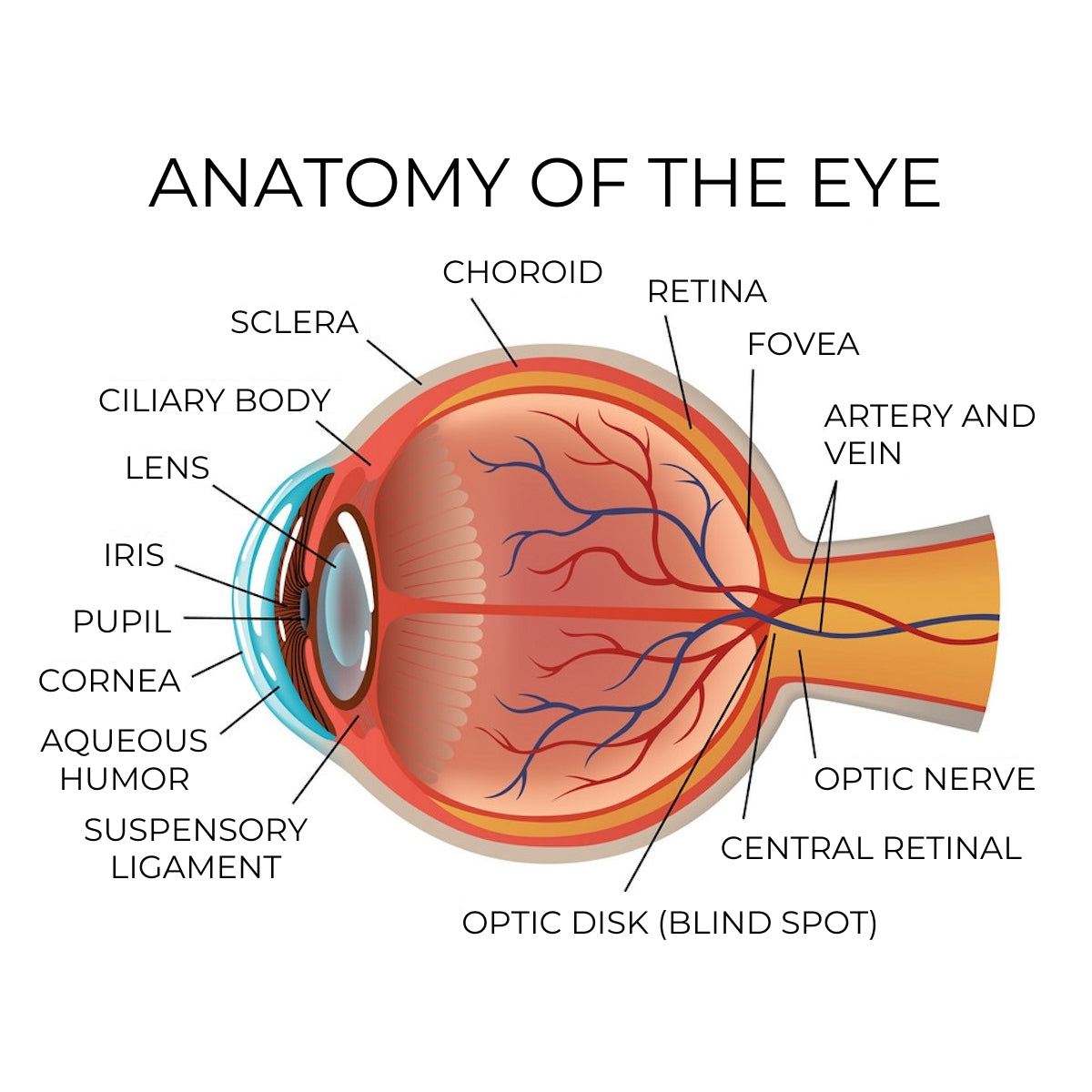 A labeled anatomy of an eye drawing.